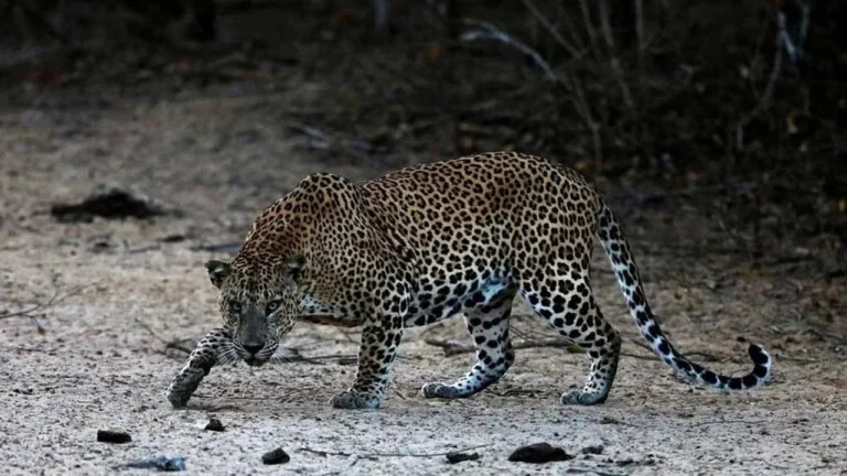 Man arrested from Assam with bones, nails, claws of leopard